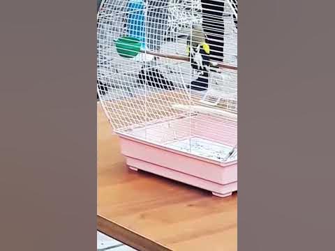 шигол - YouTube