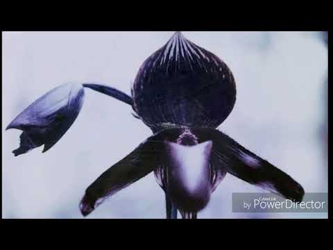 Орхидеи из Азии