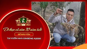 NHÀ GINSENG A2000 TIẾP TỤC DI THỰC MỚI CỦ SÂM VIỆT NAM 70 NĂM TUỔI