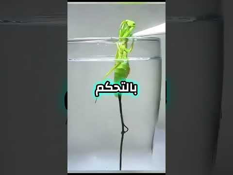 ديدان الشعر هذه الدودة تسيطر على حشرة السرعوف من الداخل 