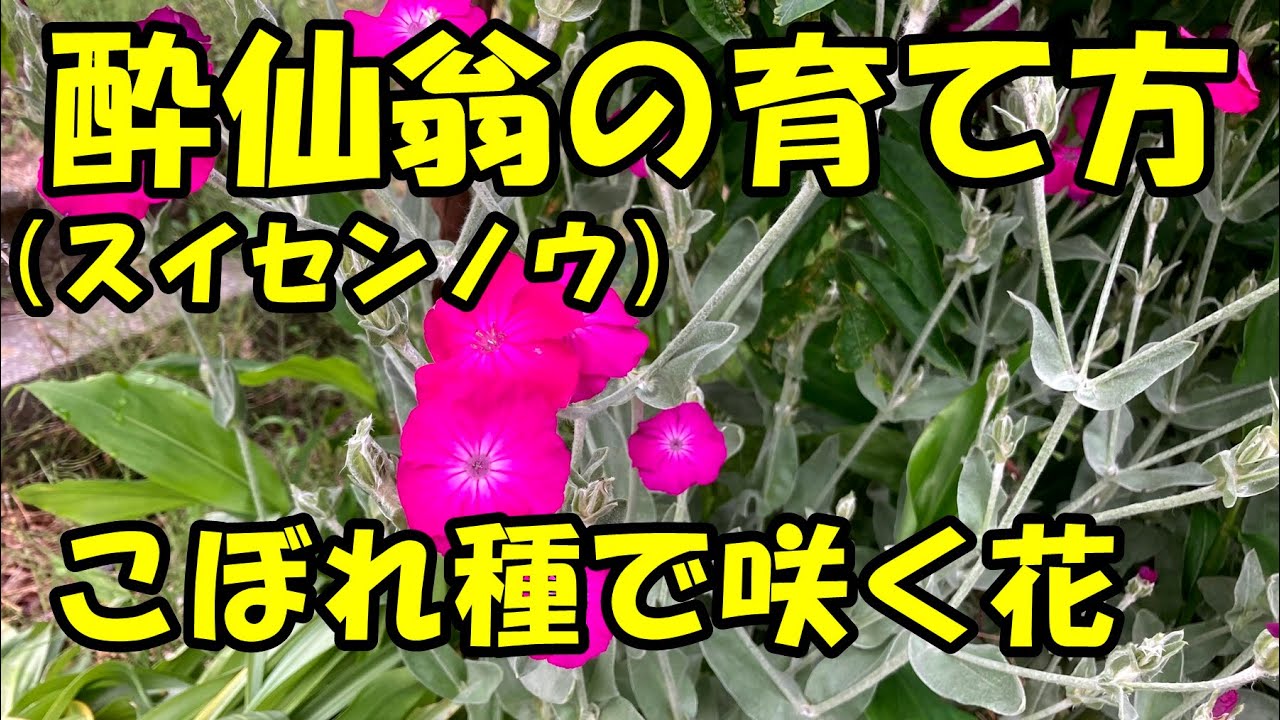 酔仙翁 スイセンノウ の育て方 Youtube