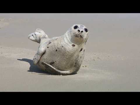 Video: Harp seal: photos and interesting facts