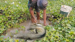 Searching Giant Catfish In Grass field  Hole part (7)