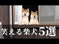 奇跡的に撮れた柴犬のコントのような可愛い仕草・行動特集