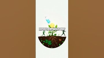 The Invisible Architect: The Role of the Extracellular Matrix