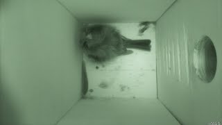 Nestbox 20200701 / 00:00-06:00 - 1543 frames with movement