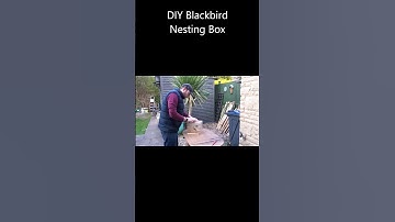 Making a Nesting Box for a Blackbird! #shorts