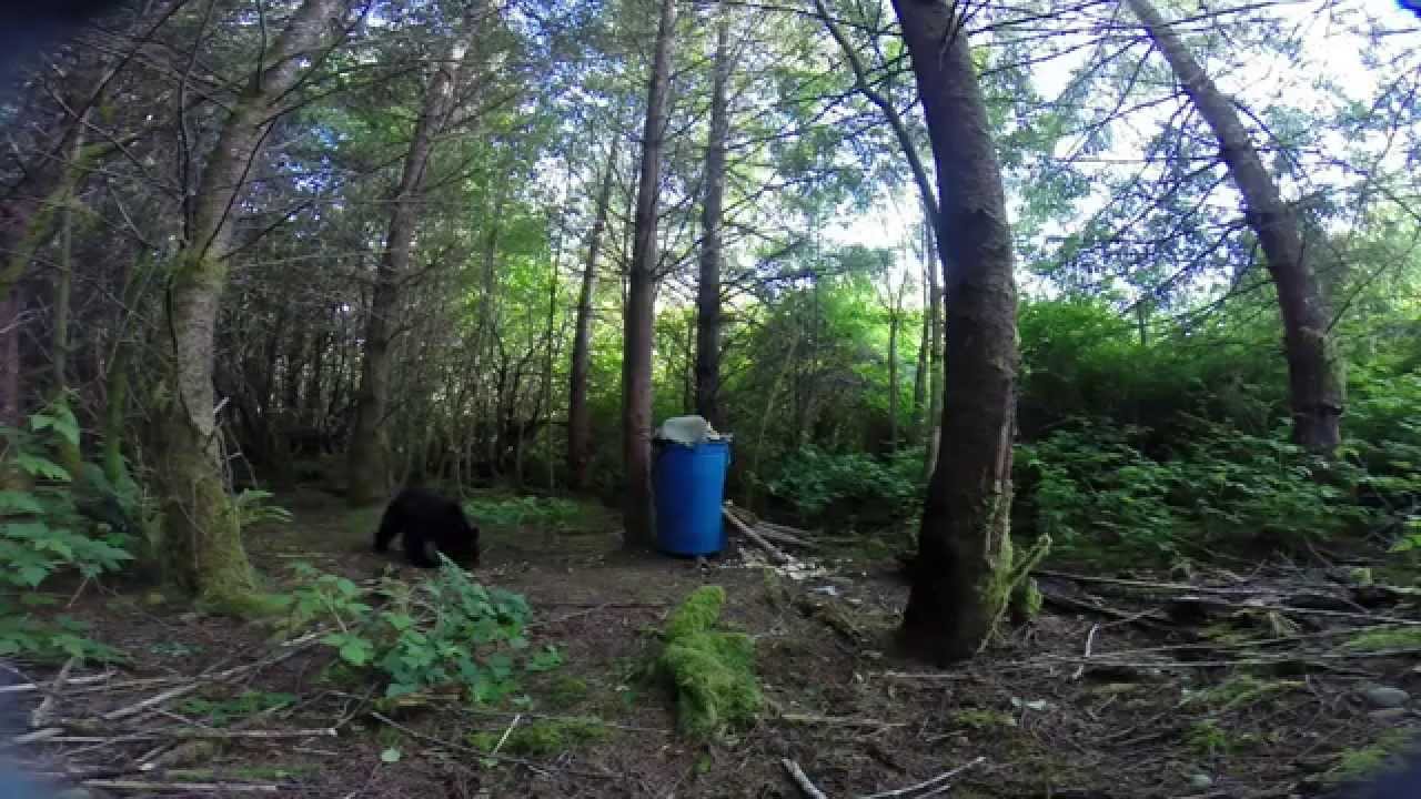 incredible bear hunting footage GRAPHIC YouTube