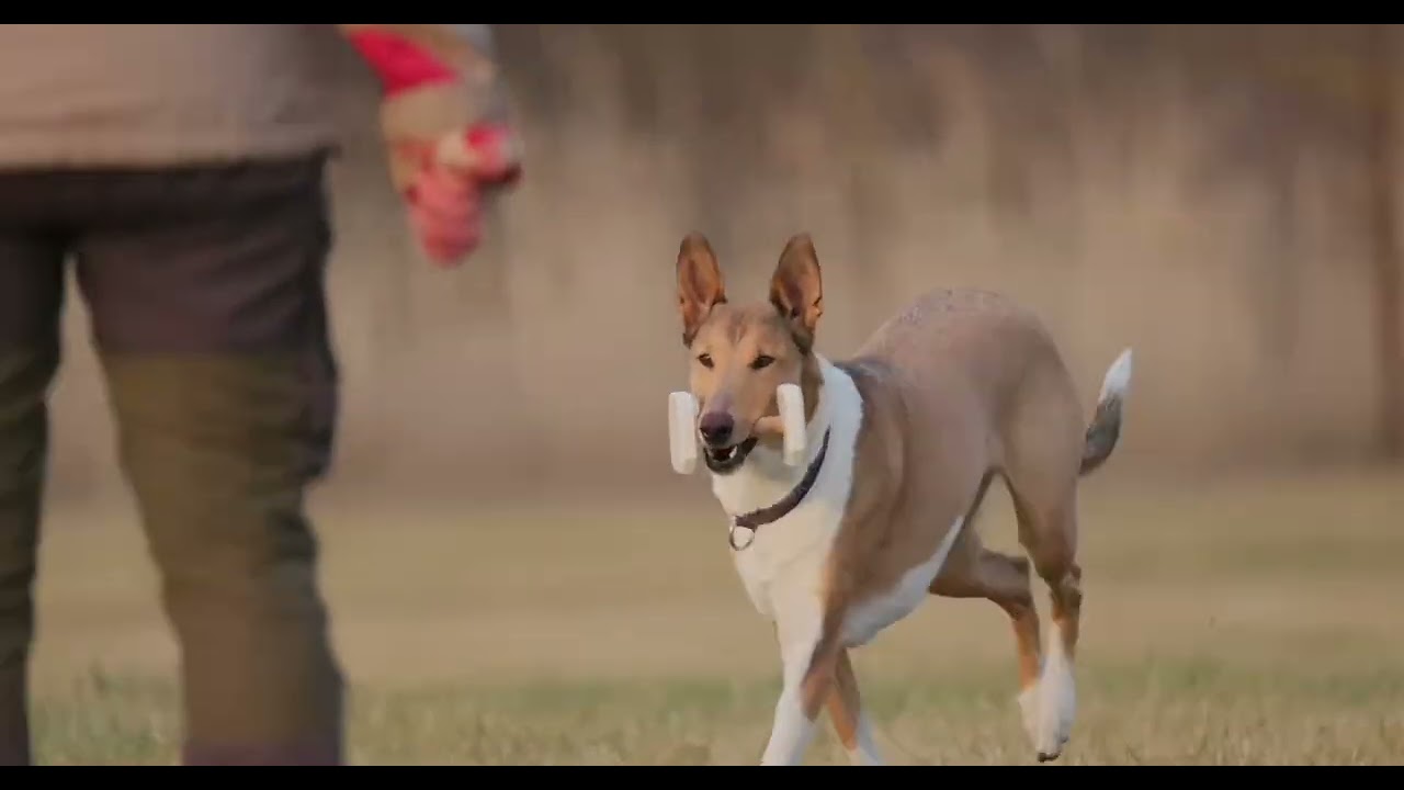 Obedience Training Klasse 2