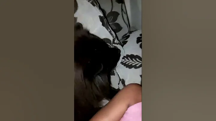 Sofia Mariana e Nina (chow chow) 21/02/18