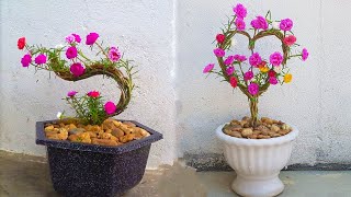 Smart Ideas to grow portulaca grandiflora, moss rose from cuttings in Small flower pot | Creationvda