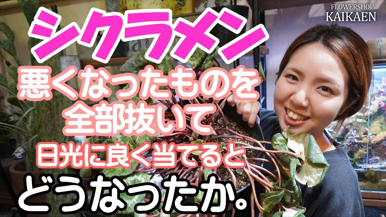 シクラメン　日光に良く当てる　結果報告　悪い葉全部抜く　切ったらダメ　管理方法【おうちでガーデニング】開花園チャンネル
