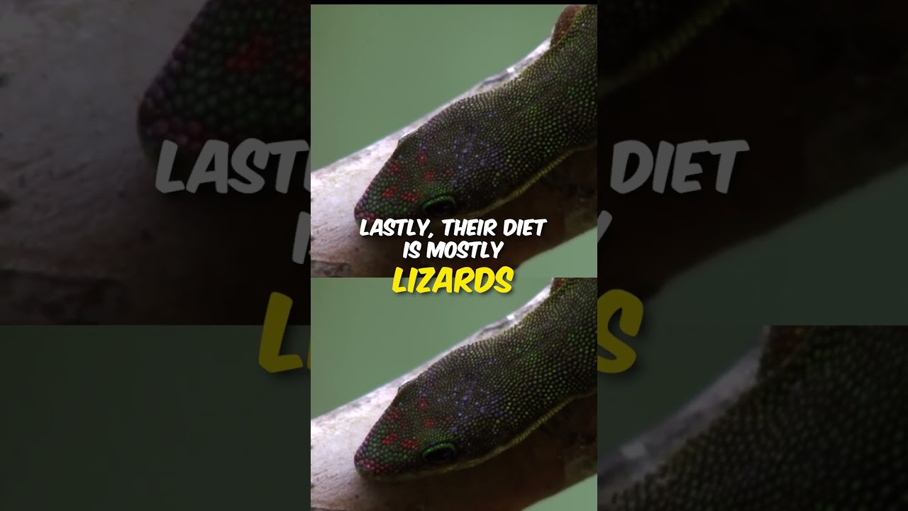 Why is the Madagascar leaf nosed snake so hard to keep?