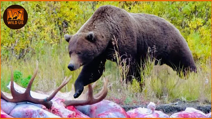 Most Terrifying Grizzly Bear Attacks Caught on Camera | Wild Animals
