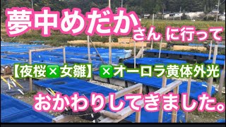 夢中めだかさんに行って【夜桜×女雛】✖️オーロラ黄体外光を追加購入 岡山県総社市  改良めだかや高級メダカが沢山いるファーム【楽めだか】