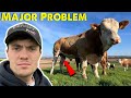 My best bull has fertility problems