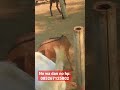 kambing Jawa randu siap untuk aqiqah