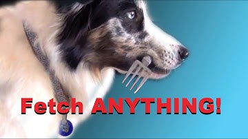 Teach your dog to FETCH