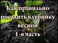 Как правильно посадить клубнику весной 1 я часть