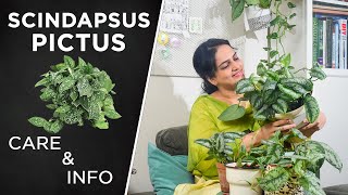 How to care for Satin Pothos (Scindapsus Pictus)  | Complete care & Propagation | Plant Table