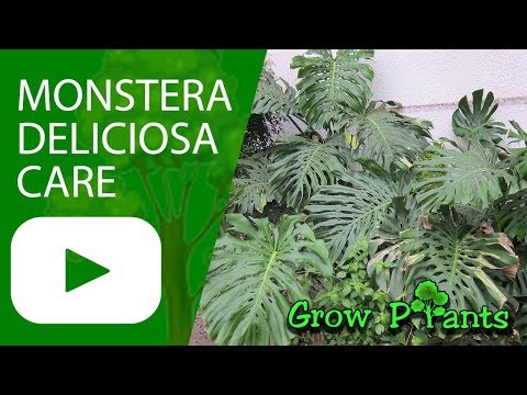 Monstera plant care