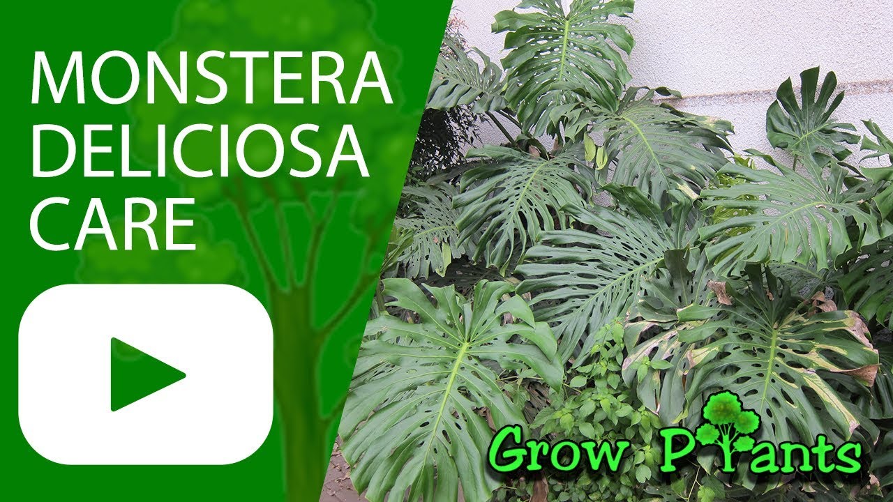 Monstera plant care - YouTube