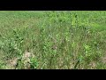 Spraying Vs. Not Spraying Cool Season Grasses