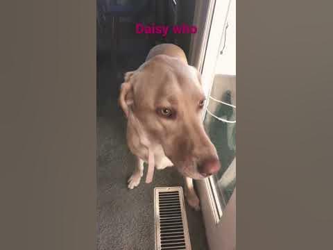 Knock Knock who’s there dogs jokes - YouTube