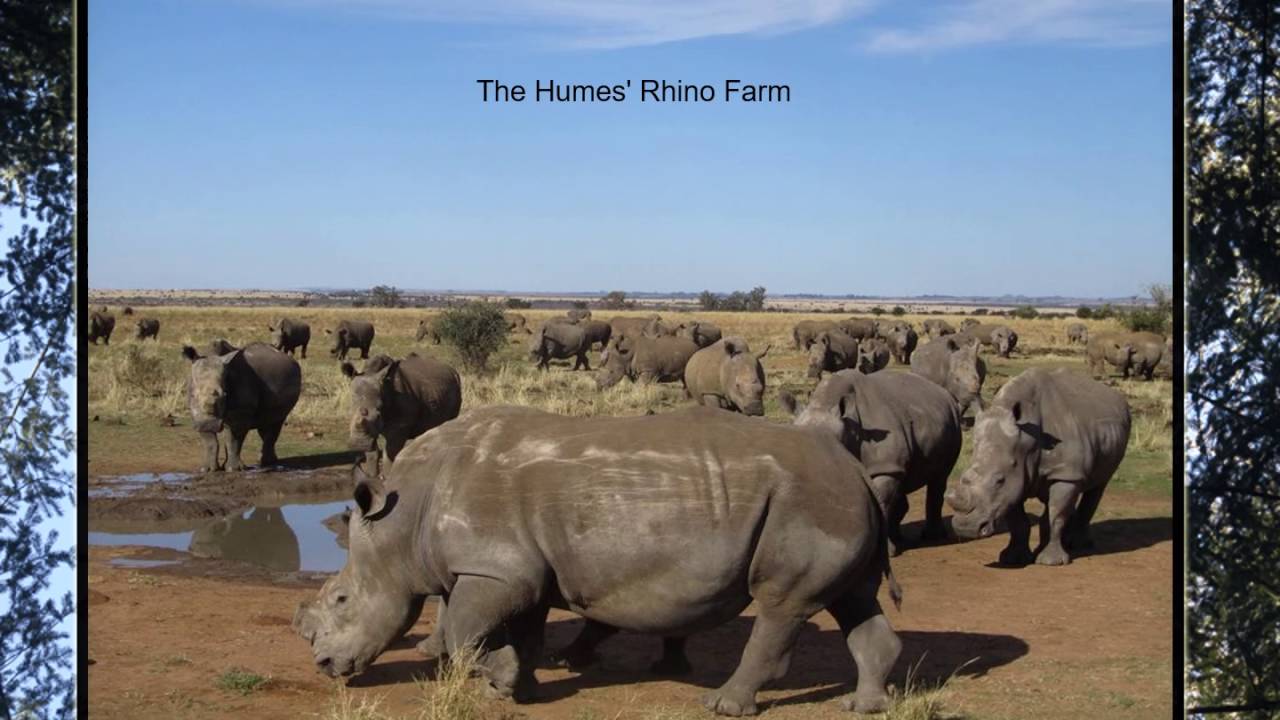 Working Wild Animal Management