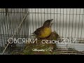 Овсянки черноголовая и желчная №3