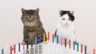 Cats and Domino by Cat Navi Desk 64,332,328 views 4 years ago 3 minutes, 29 seconds