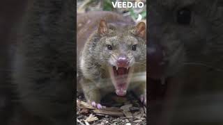 Quoll | Endangered Furball Cute Compilation 😳 #shorts