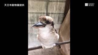 不明のワライカワセミを保護　天王寺動物園「無事見つかりほっとした」