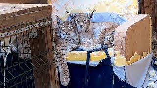 THE LYNXES DEALT WITH THE NEW SOFA / Bobcat Rufus learned to bark at the dog