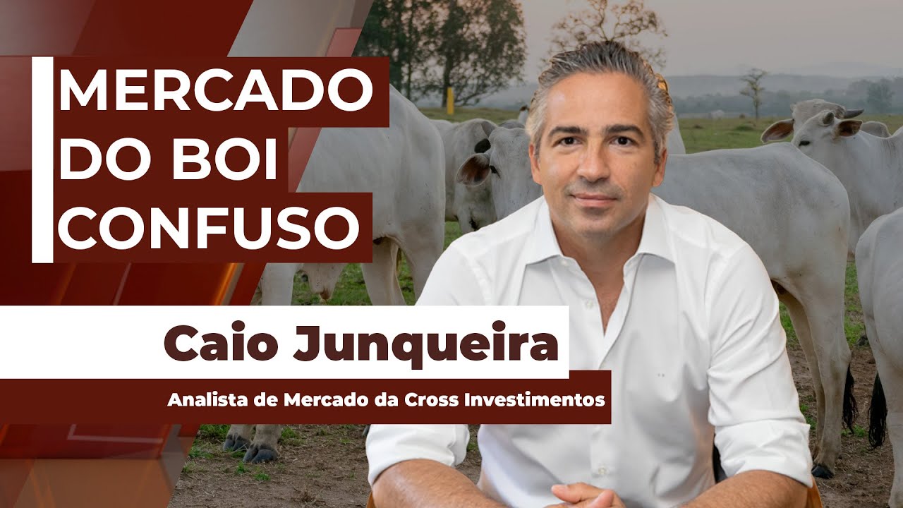 Após queda abrupta na @ do boi futuro, analista recomenda observar comportamento da indústria...
