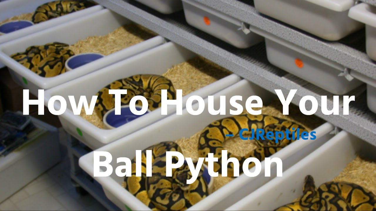 How To House Your Ball Python - YouTube