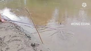 Mancing sexsi mania bos