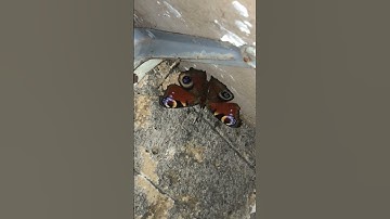 Hibernating Peacock butterfly reacting to being disturbed
