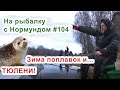 Зима, поплавок и.. ТЮЛЕНИ! / На рыбалку с Нормундом #104