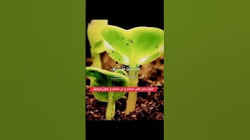 سوره مبارک (الفتح)❤️ آیه 29 محمد رسول خدا است و کسانیکه با او هستند نسبت به کفارسرسخت و نسبت به یکدی