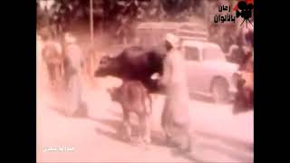 فيديو نادر للجنود الصهاينه في قرية ابو سلطان بالاسماعيليه ونزوح الاهالي 1973