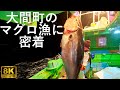 【大荒れのマグロ漁】津軽海峡の真骨頂 死と隣り合わせの過酷な漁場 【青森県大間町】8K 2026