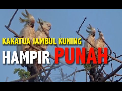 Video: Di manakah cockatoos jambul kuning tinggal?