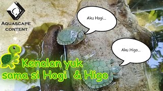 Hunting kura-kura di PASTY | New Aquascape - part 2