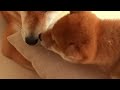 柴犬の愛らしいひととき