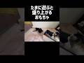 たまに遊ぶと盛り上がる猫おもちゃ