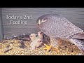 #21🦅🐥4°🐥4°🐥2°／Romsey Abbey🇬🇧Peregrine Falcon Nest 2026／by WildlifeWindows