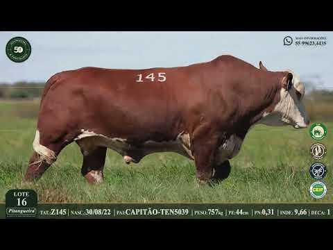 LOTE 16  Z145