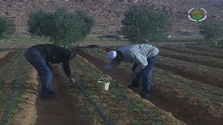 الجزائر- غرداية | إقبال كبير من طرف الشباب على زراعة الزعفران أو ما يسمى بالذهب الأحمر