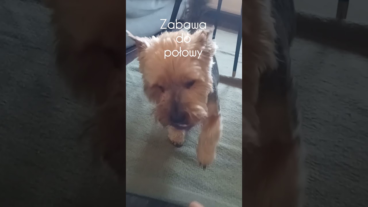 Połowa zabawy